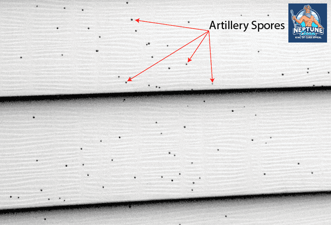 black spots on vinyl siding