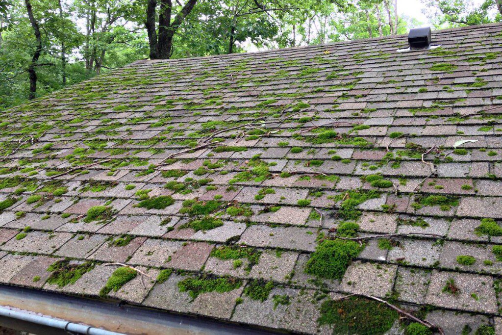 Moss Roof Cleaning